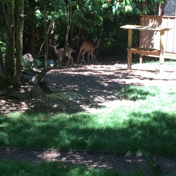 The Massage Place - Resident deer - Massage Near Me - Olympia, Washington