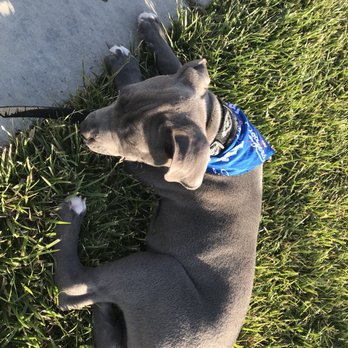 Baxters Pet Grooming - Pet Groomers Near Me - Lancaster, California Baxters Pet Grooming - Pet Groomers Near Me - Lancaster, California