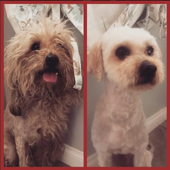 PetSmart - Grooming a neglected, wary and scared dog.  Done by Joseph in the grooming salon.  Spectacular care and you can't argue the skill! - Pet Groomers Near Me - Torrance, California