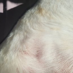 Bad groomer Bad groomer