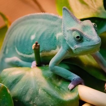 Hewitt Reptile Emporium - Reptile Shops Near Me - Everett, Washington