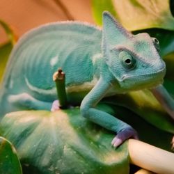 Hewitt Reptile Emporium