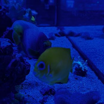 Ocean Aquatics - Local Fish Stores Near Me - Redlands, California