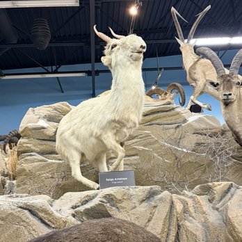 Rosenbruch Wildlife Museum - Saiga antelope - Museums Near Me - St. George, Utah