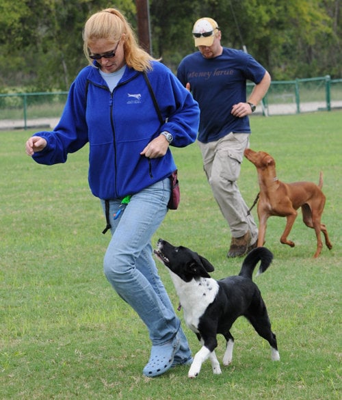 HIGHER GROUND DOG TRAINING Updated September 2024 ster Groves
