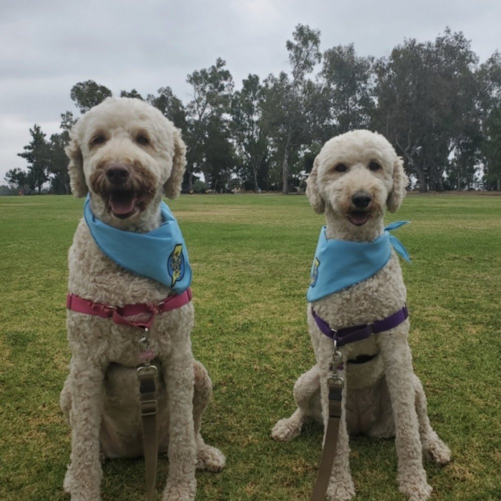Lucy and Lola love Jeremy. He walks them an hour everyday. He's the best! We get a report , a map of their walk and a picture every time. Lucy and Lola love Jeremy. He walks them an hour everyday. He's the best! We get a report , a map of their walk and a picture every time.
