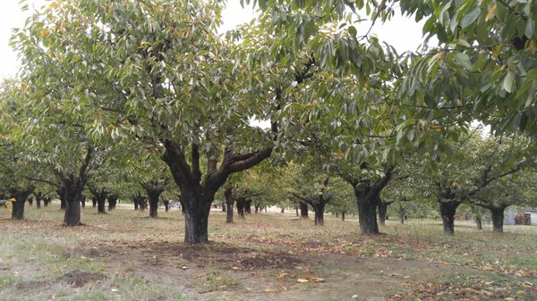 Sherwood Orchards by null