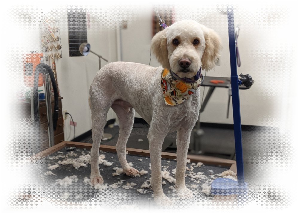 HAPPY TAILS GROOMING SALON Updated August 2024 Waynesboro