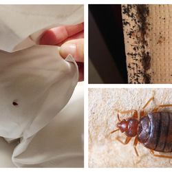 Jay's Pest Control Solutions