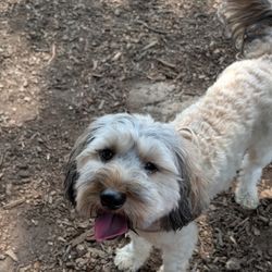 Port Chester Dog Park