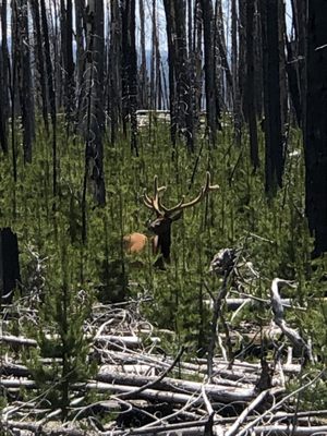 Grant Village by null