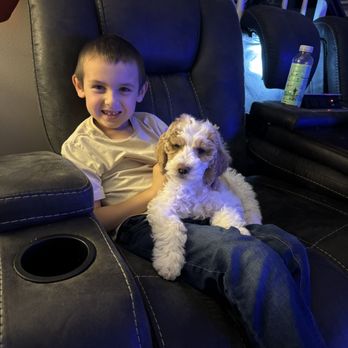 Golden Paw Puppies - Pet Breeders Near Me - Gobles, Michigan Golden Paw Puppies - Pet Breeders Near Me - Gobles, Michigan
