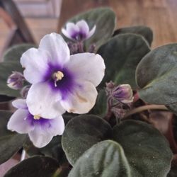 HomeSpun Creations Gift Shop - African violets at HomeSpun Creations gift shop