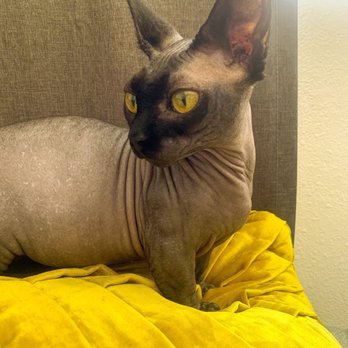 North County Cat Hospital - Nebula loves this place! - Veterinarians Near Me - Oceanside, California
