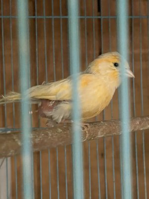 Pete’s Pet Supply by null