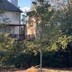 Mullinax B L Landscaping & Shrubbery - New Sugar Maple!