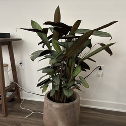 Deeply Rooted - Bought this plant and pot both from Deeply Rooted!
