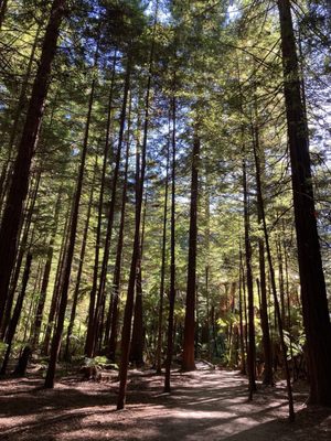 Redwoods – Whakarewarewa Forest by null