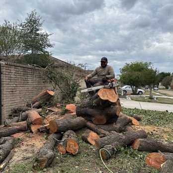 Roots And Blooms Tree Services - Tree Services Near Me Roots And Blooms Tree Services - Tree Services Near Me