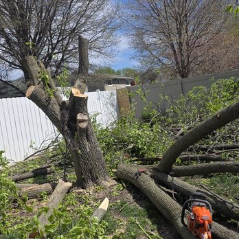 Emmanuel Tree Service - Removed apple tree - Tree Services Near Me - Omaha, Nebraska
