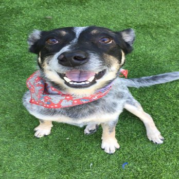 Snug Pet Resort - Veterinarians Near Me - San Diego, California