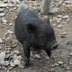 Parc animalier de Casteil