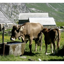 Gasthaus Meglisalp
