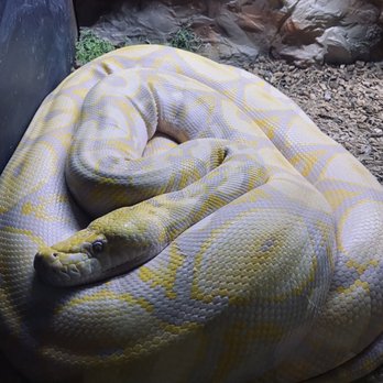 Wildlife Learning Center - Snake - Zoos Near Me - Sylmar, California