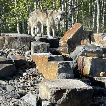 Yamnuska Wolfdog Sanctuary - Tours Near Me - Cochrane, Alberta Yamnuska Wolfdog Sanctuary - Tours Near Me - Cochrane, Alberta