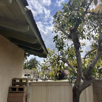 Poly Timber Tree Service - After. They left some space between our roof and the avocado tree. - Tree Services Near Me - Pico Rivera, California Poly Timber Tree Service - After. They left some space between our roof and the avocado tree. - Tree Services Near Me - Pico Rivera, California