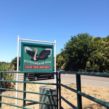 Ostrichland USA - Attraction Farms Near Me - Solvang, California Ostrichland USA - Attraction Farms Near Me - Solvang, California