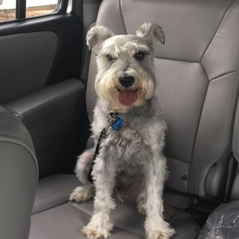 Dog On Fun - Always a big smile on Teddy's face when I pick him up from doggie camp. - Pet Sitting Near Me - Covina, California