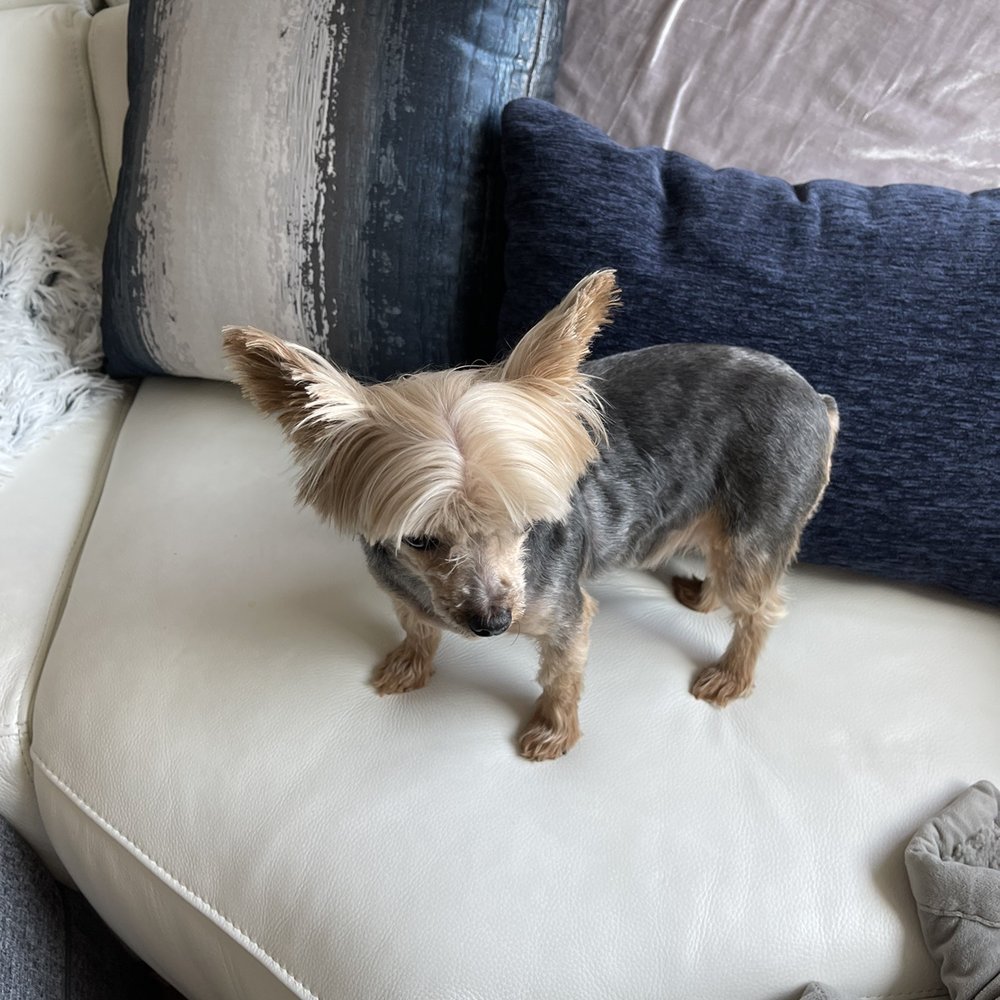 Bubble’s Dog Grooming - Pet Groomers Near Me - Oakland, California Bubble’s Dog Grooming - Pet Groomers Near Me - Oakland, California