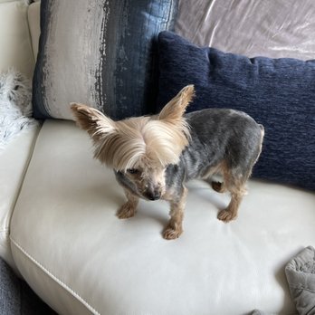 Bubble’s Dog Grooming - Pet Groomers Near Me - Oakland, California Bubble’s Dog Grooming - Pet Groomers Near Me - Oakland, California