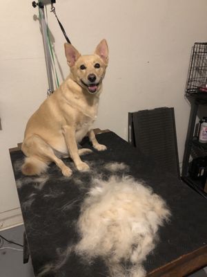 Bath with SHED RELEASE Starting at $55 - Shed release (aka Blowout) is an excellent package to get that excess hair off your pup. Includes the basics too! Including Bath, Anal gland expression, Ear cleaning, Nail trimming/buffing, and brush out.