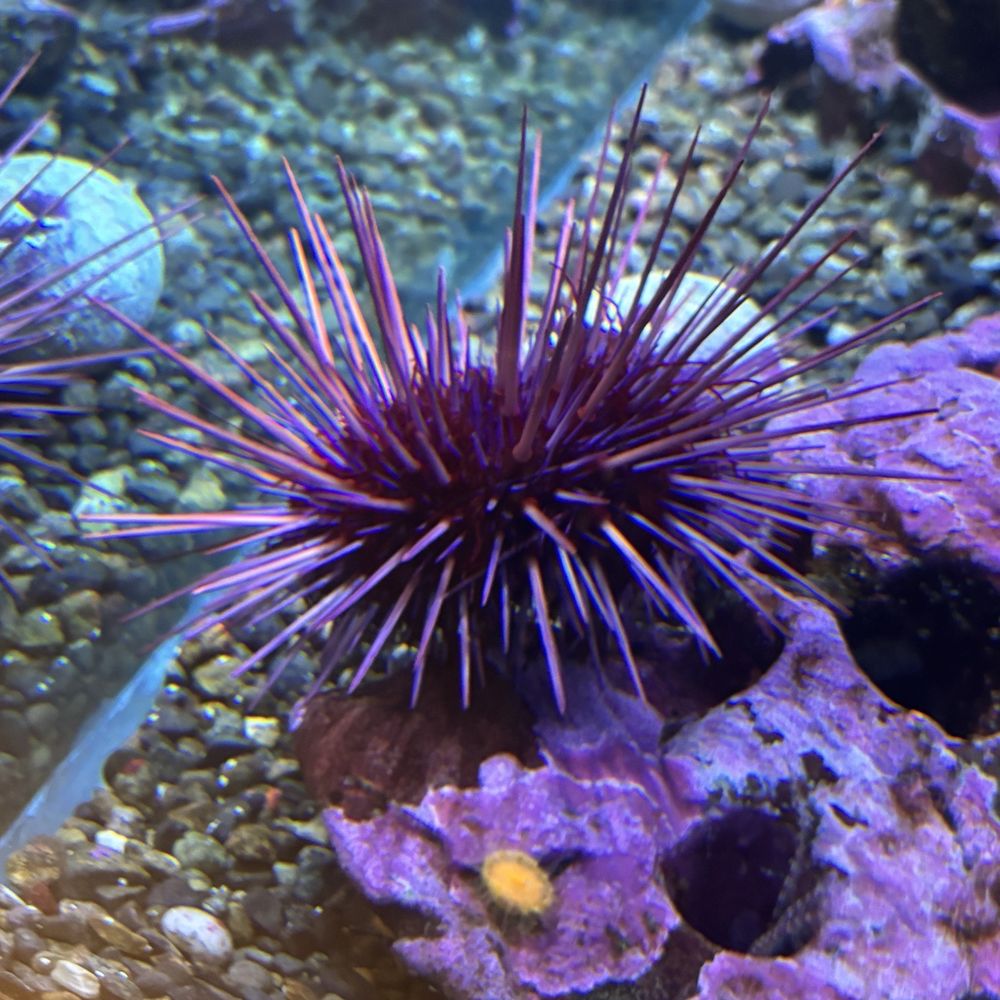 Seattle Aquarium - Aquarium - Aquariums Near Me - Seattle, Washington Seattle Aquarium - Aquarium - Aquariums Near Me - Seattle, Washington