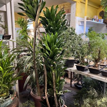 Sunshine Miniature Trees - Nurseries & Gardening Near Me - Dallas, Texas