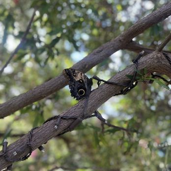 Butterfly Wonderland - Botanical Gardens Near Me - Scottsdale, Arizona