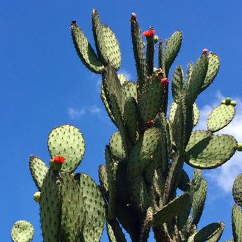 El Jardín Etnobotánico - Botanical Gardens Near Me - Oaxaca, OAX