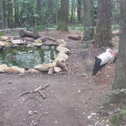 Parc Argonne Découverte - Les cigognes.