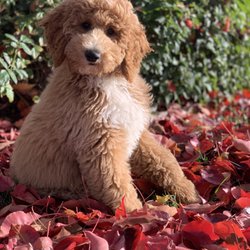 Pounds Puppies Poodles