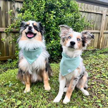 Sit Means Sit Dog Training Murfreesboro - Cute pups are even better, when they learn how to behave! - Pet Training Near Me - Murfreesboro, Tennessee Sit Means Sit Dog Training Murfreesboro - Cute pups are even better, when they learn how to behave! - Pet Training Near Me - Murfreesboro, Tennessee