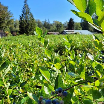 Canter-Berry Farms - Acres to enjoy! - Fruits & Veggies Near Me - Auburn, Washington Canter-Berry Farms - Acres to enjoy! - Fruits & Veggies Near Me - Auburn, Washington