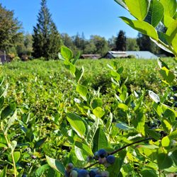 Canter-Berry Farms - Acres to enjoy!