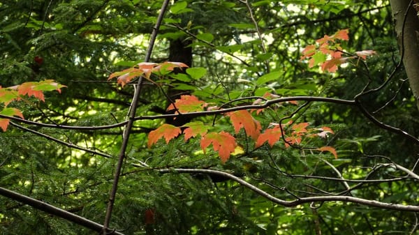 Fundy National Park Of Canada by null
