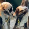 Poplar Hill Dairy Goat Farm gift card