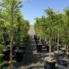 Sunshine Growers Nursery gift card