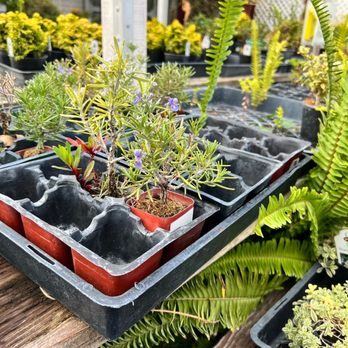 M & M Nursery - Nurseries & Gardening Near Me - Orange, California
