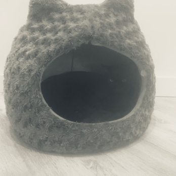 Cat Cafe Maui - Pet Adoption Near Me - Kahului, Hawaii Cat Cafe Maui - Pet Adoption Near Me - Kahului, Hawaii
