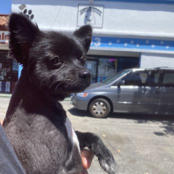Felix's Pet Grooming - Leaving Felix grooming with my Pomeranian which doesn't even look like a Pomeranian no more SMH - Pet Stores Near Me - Los Angeles, California Felix's Pet Grooming - Leaving Felix grooming with my Pomeranian which doesn't even look like a Pomeranian no more SMH - Pet Stores Near Me - Los Angeles, California